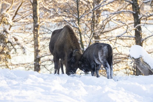 European bison (female and calf)