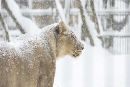 Asiatic lion (female) outside during a blizzard
