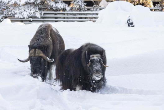 Musk oxes (male and female)