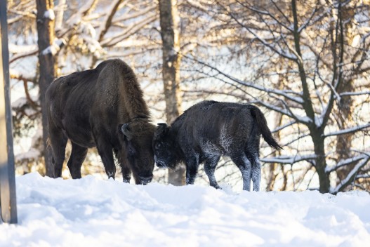European bison (female and calf)