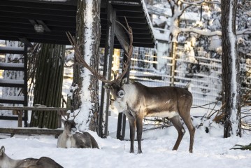 European forest reindeer (male)