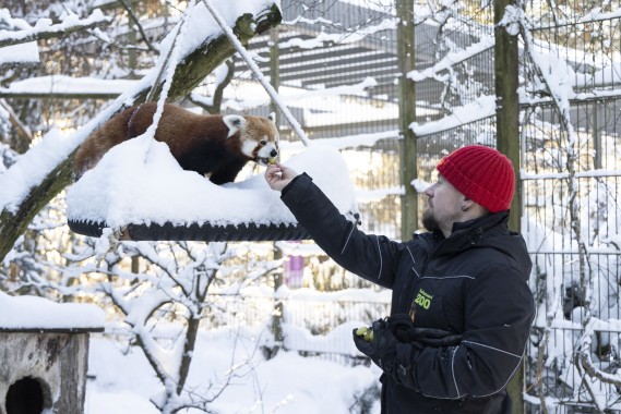 Zookeeper giving grapes to the red panda