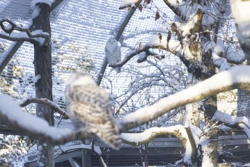 Snowy owl (adult female in the back, young female in the front)