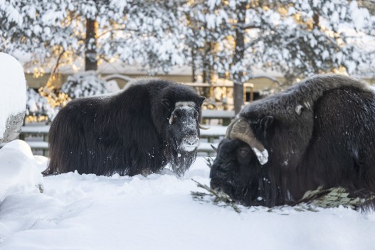 Musk oxes (female and male)