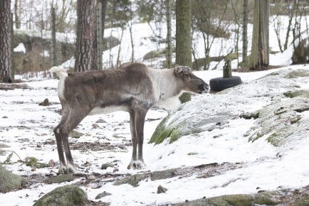 European forest reindeer (male, one day after shedding his antlers)