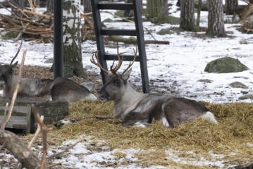 European forest reindeer (female)