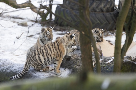 Amur tiger cubs with food enrichment