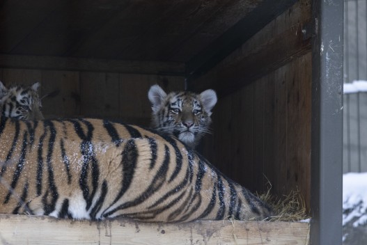 Amur tiger cub behind mom