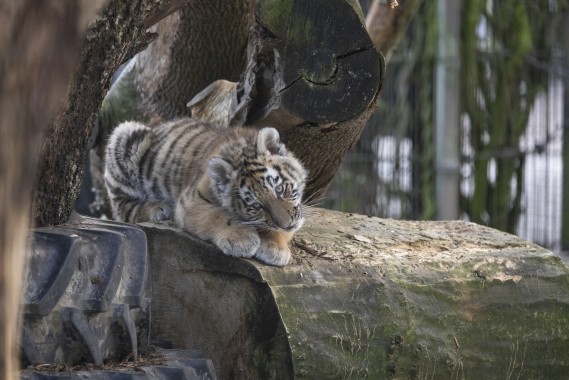 Amur tiger cub eating
