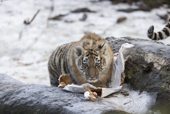 Amur tiger cub with food enrichment