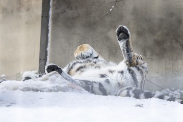 Amur tiger (female) relaxing