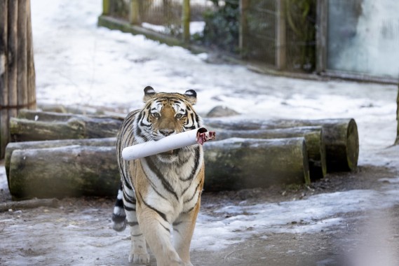 Amur tiger (female) with food enrichment