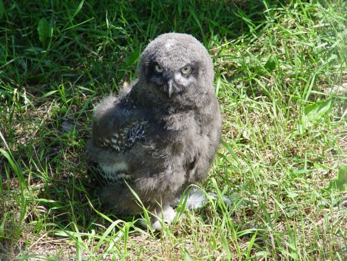 Snowy owl (Bubo scandiacus) - ONE MONTH OLD CHICK