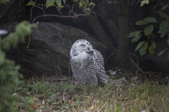 Snowy owl (Bubo scandiacus) - THREE MONTHS OLD CHICK