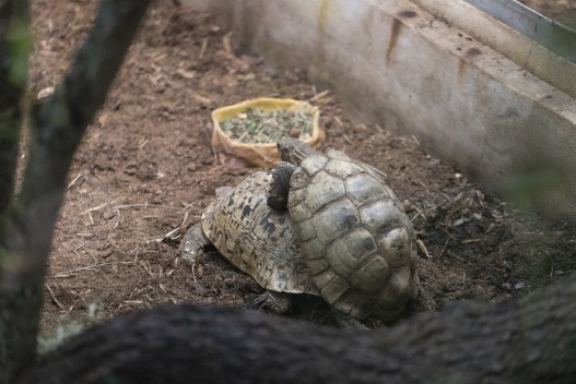 Leopard tortoises mating
