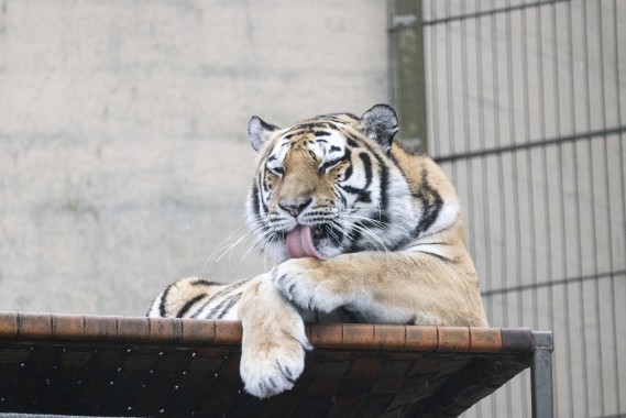 Amur tiger (female) washing her paws