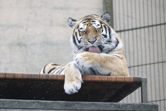 Amur tiger (female) washing her paws