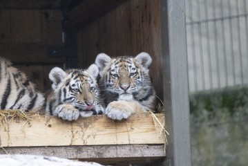 Amur tiger cubs Odeya and Ohana