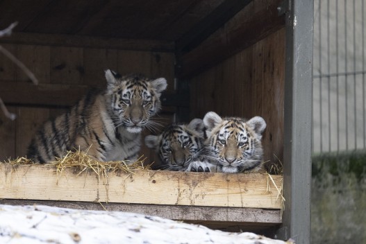 Amur tiger cubs Oboi, Odeya and Ohana
