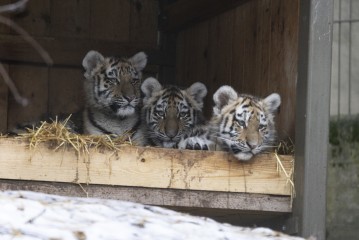 Amur tiger cubs Oboi, Odeya and Ohana