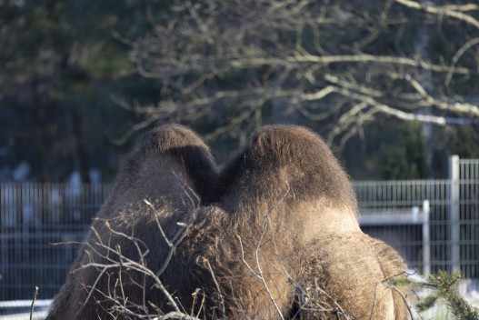 Domestic Bactrian camel's humps