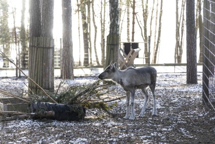 Young European forest reindeer