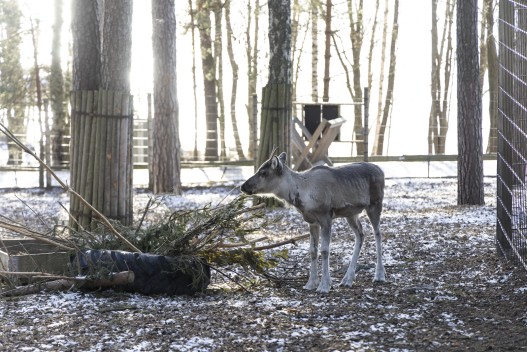 Young European forest reindeer