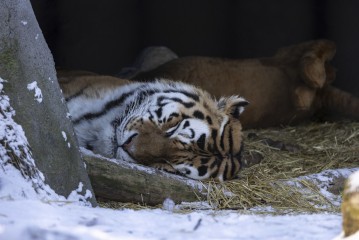 Amur tiger (male) sleeping