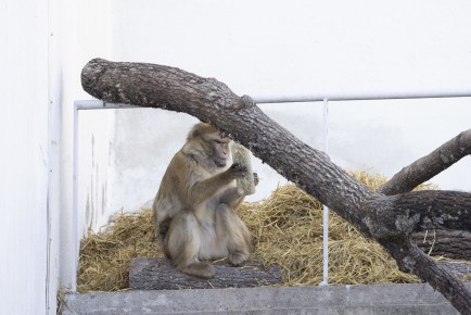 Barbary macaque with food enrichment