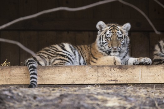 Amur tiger cub (5 months old)