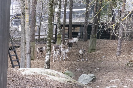 European forest reindeers