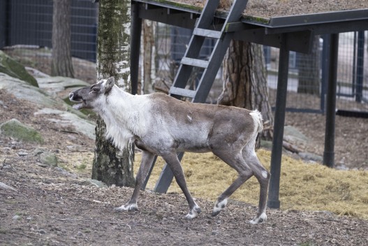 New European forest reindeer male