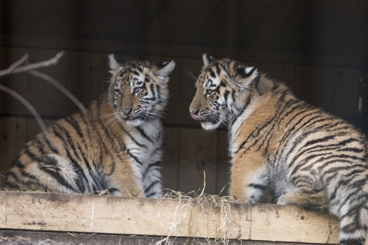Amur tiger cubs