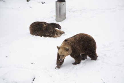 Bears enjoying their snowy enclosure