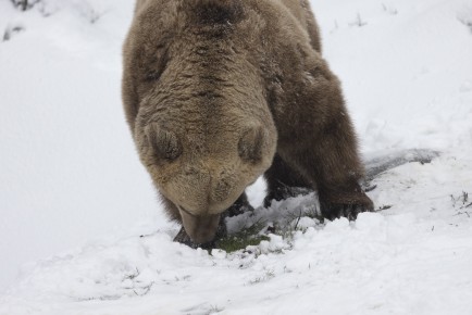 Brown bear finding fresh grass under snow