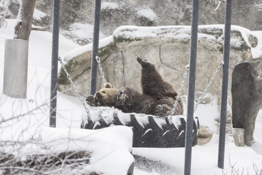 Brown bear enjoying snowy enclosure