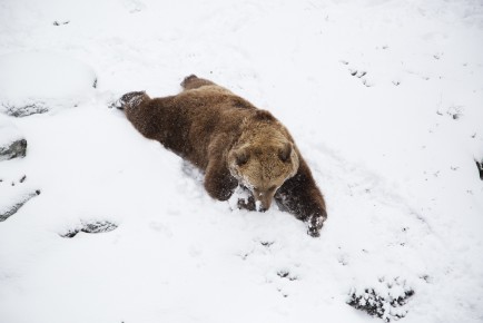 Brown bear enjoying snowy enclosure
