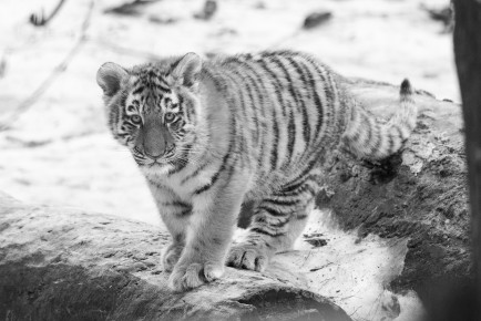 Amur tiger cub Oboi, 2022-2023