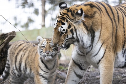 Amur tiger Sibiri with her cub Ohana