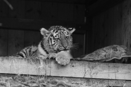 Amur tiger cub Oboi, 2022-2023