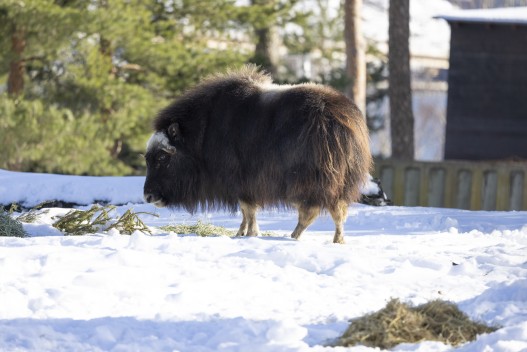 Young musk ox female