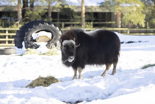 Young musk ox female