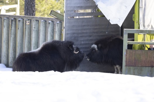 Musk ox females meeting each other for the first time