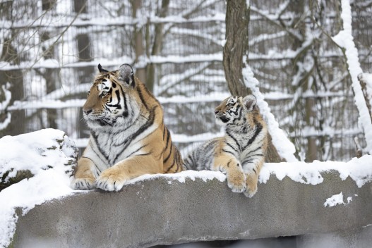 Amur tiger and her cub