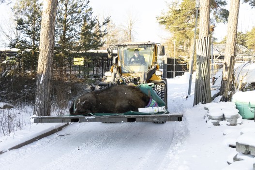 Zoo staff transporting a sedated European bison