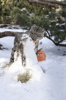 Snow leopard with snowman enrichment
