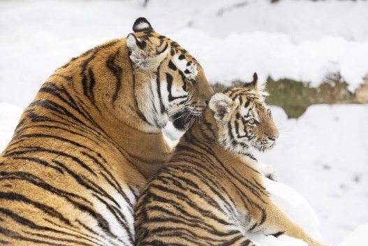 Amur tigress taking care of her cub