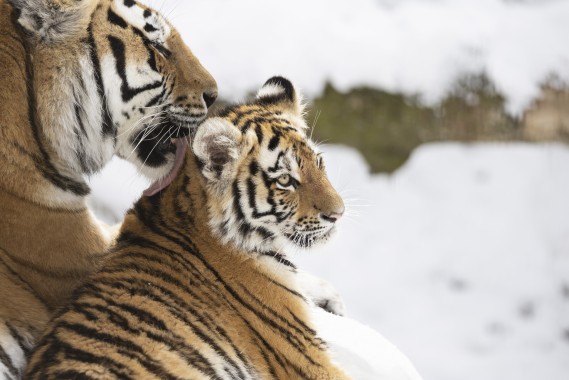 Amur tigress taking care of her cub