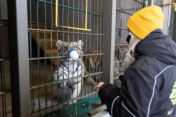 Amur tiger cub learning to touch target