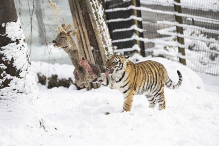 Amur tiger cub eating roe deer